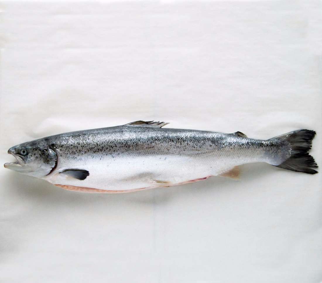 Salmon - Whole