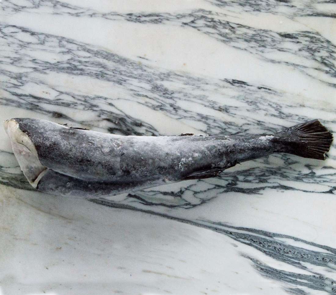 Black Cod