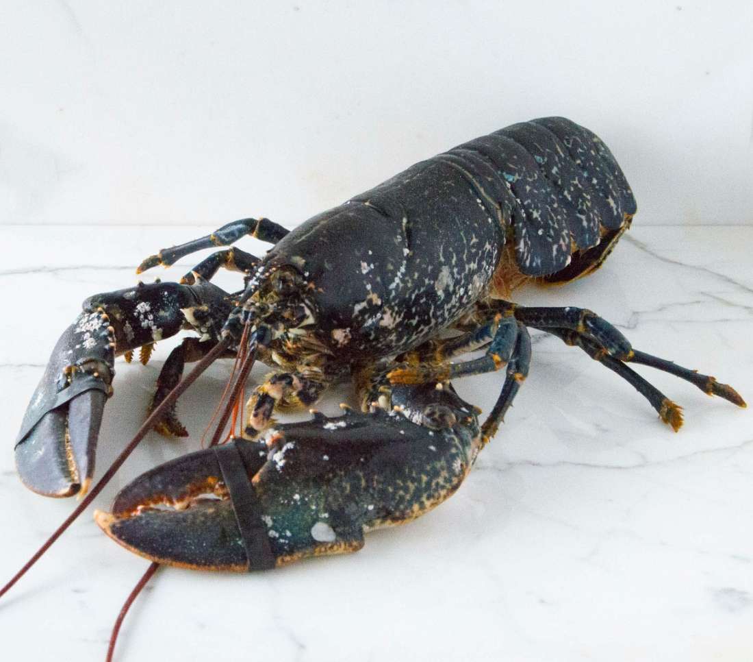Lobster - Live
