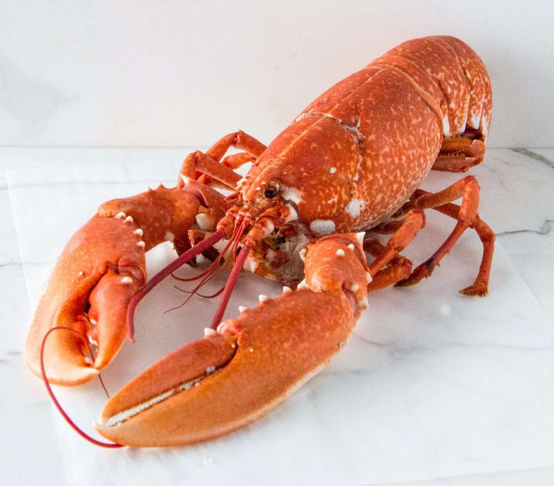 Lobster - Cooked