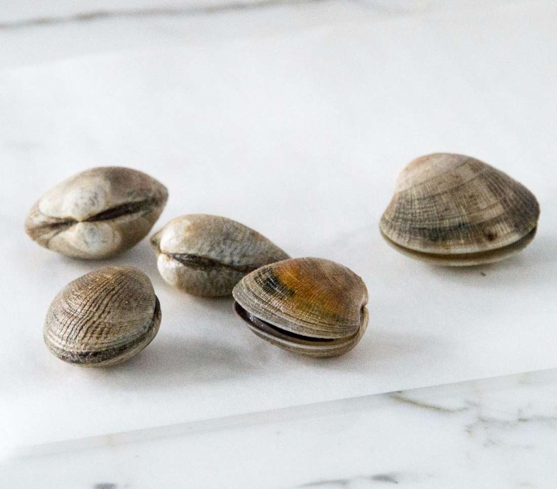 Clams